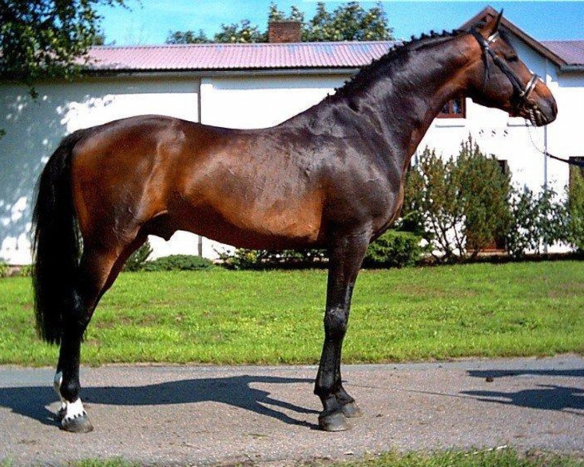 Deckhengst Consens (Holsteiner, 1994, von Capitol I)