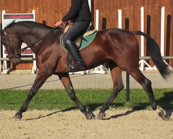 broodmare Orsina (Sachse, 2000, from Wolfpower)