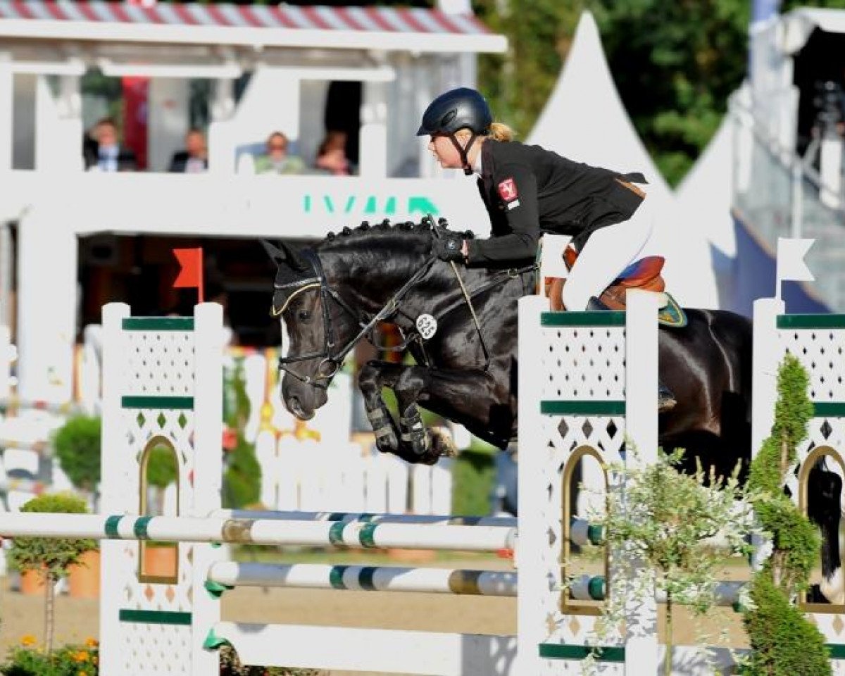 Deckhengst Nuno 6 (Deutsches Reitpony, 2007, von Nabucco R)
