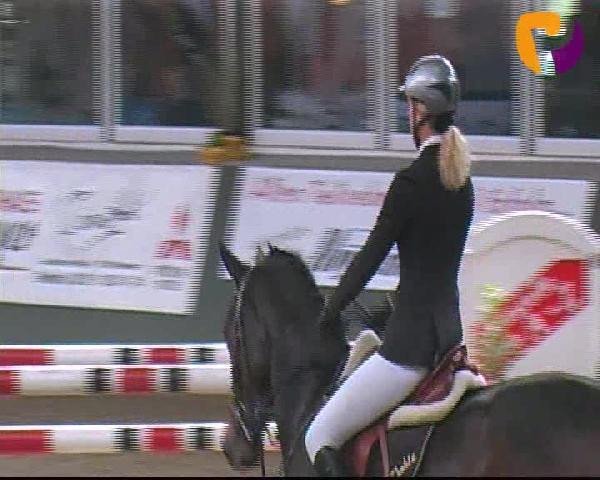 jumper Nameless 4 (Selle Français, 2001, from Mr Blue)