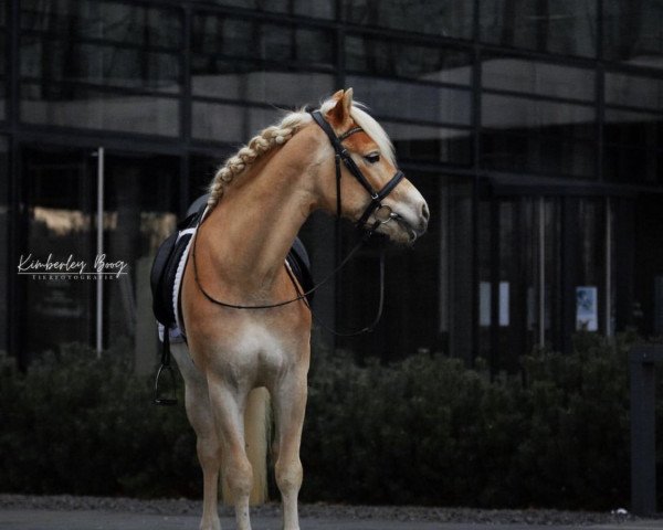 dressage horse Walentino 87 (Haflinger, 2016, from Wintersturm (ITA))