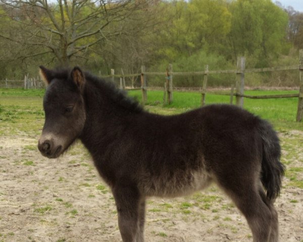 Pferd Paulina von der Malchower Aue (Shetland Pony, 2022, von Ascari)