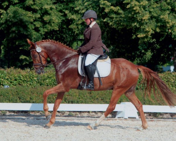 dressage horse Dark Dacapo H (German Riding Pony, 2008, from FS Don't Worry)