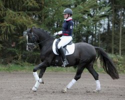 stallion Don Chocolate (German Riding Pony, 2007, from Don Davidoff 5)