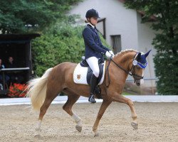 dressage horse Laybee (German Riding Pony, 2003, from Wagria Contigo)