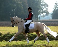 dressage horse Dangast (German Riding Pony, 2008, from FS Don't Worry)