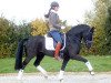 dressage horse Next Black Magic (German Riding Pony, 2008, from Nabucco R)