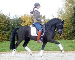 dressage horse Next Black Magic (Deutsches Reitpony, 2008, from Nabucco R)