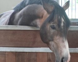 dressage horse Sandero Caro (Mecklenburg, 2008, from Sancisco)