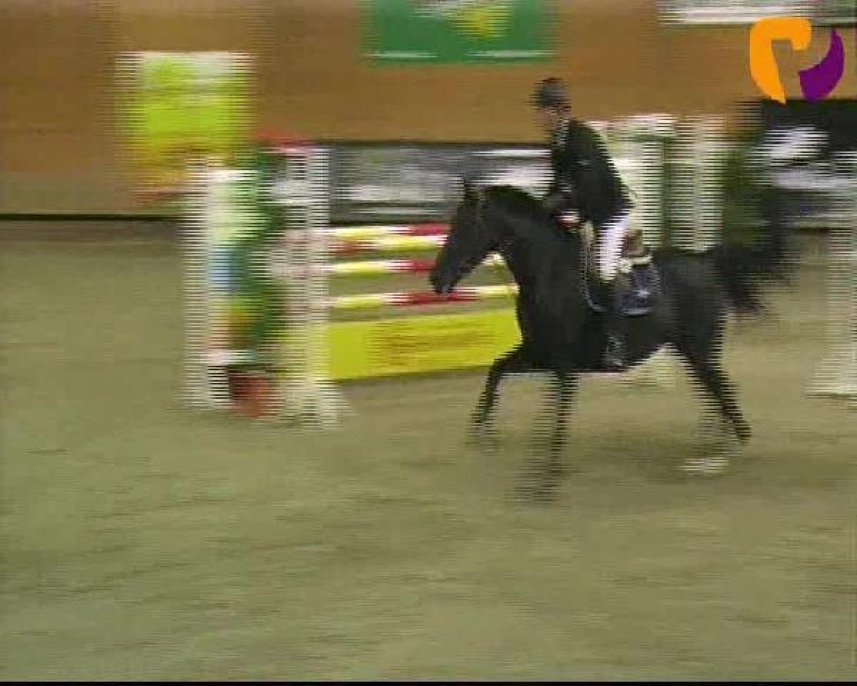 jumper Petite Noire 7 (Westphalian, 2007, from Pascavello)