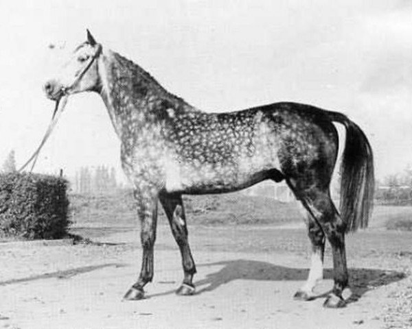 stallion Montanus (Holsteiner, 1972, from Moltke I)