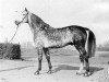 stallion Montanus (Holsteiner, 1972, from Moltke I)