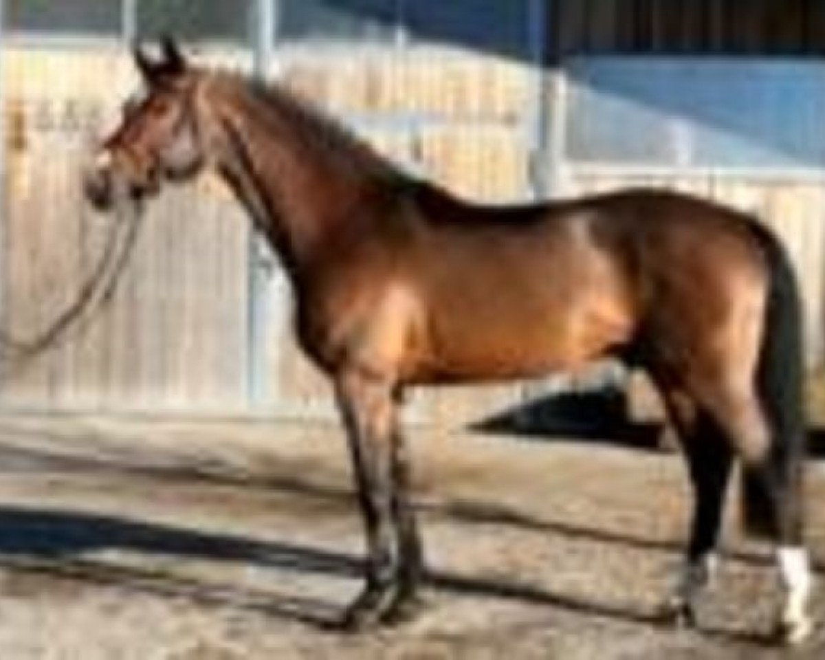 stallion Aracento (Württemberger, 1999, from Araconit)