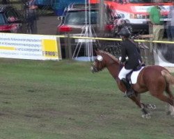 Springpferd Belneter Cariadlawn (Deutsches Reitpony, 2007, von Bimberg- Boyo)