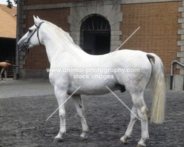 stallion Duktus (Hanoverian, 1964, from Duft I)