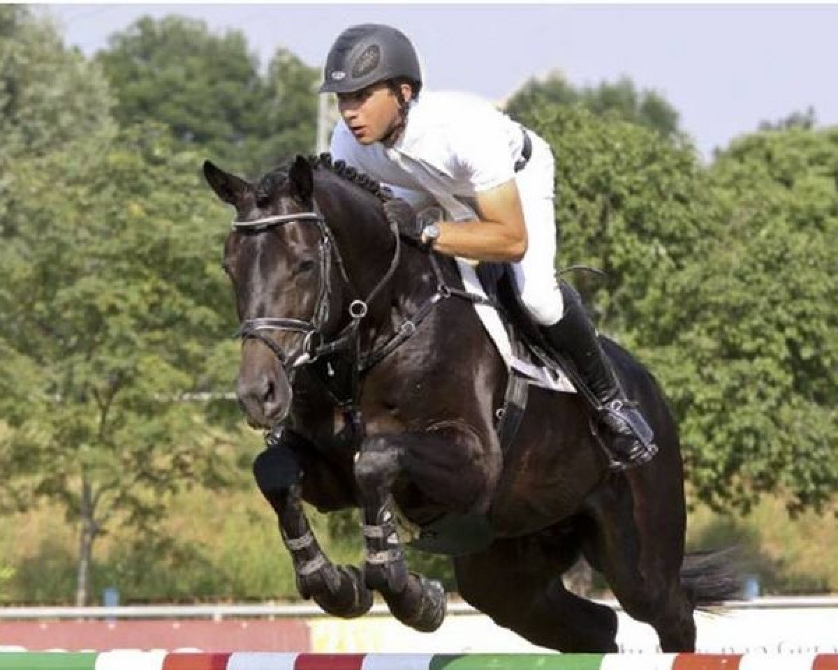 stallion Contenaro (Holsteiner, 2005, from Contender)