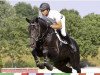 stallion Contenaro (Holsteiner, 2005, from Contender)