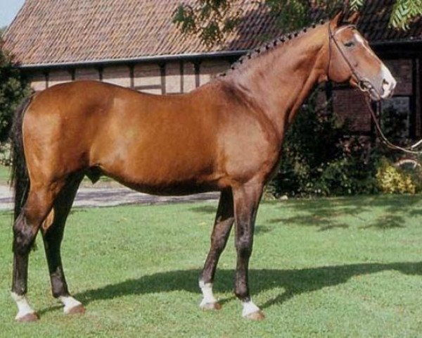 stallion Lido (Holsteiner, 1972, from Ladykiller xx)