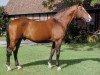 stallion Lido (Holsteiner, 1972, from Ladykiller xx)