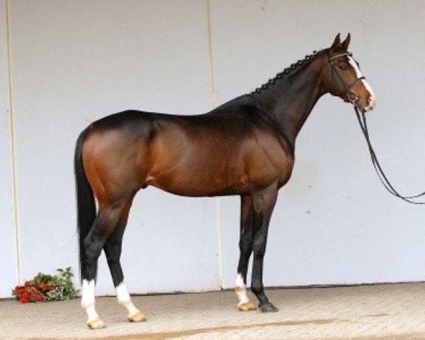 Pferd Ibisco xx (Englisches Vollblut, 2000, von Royal Solo xx)