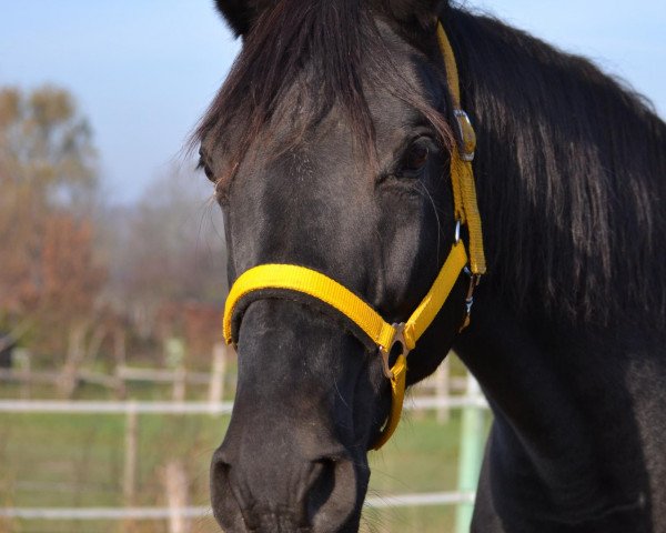 broodmare First Lady (Westphalian, 1998, from Florestan I)