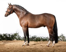 dressage horse Dumbledor AT (German Riding Pony, 2003, from Doolittle)