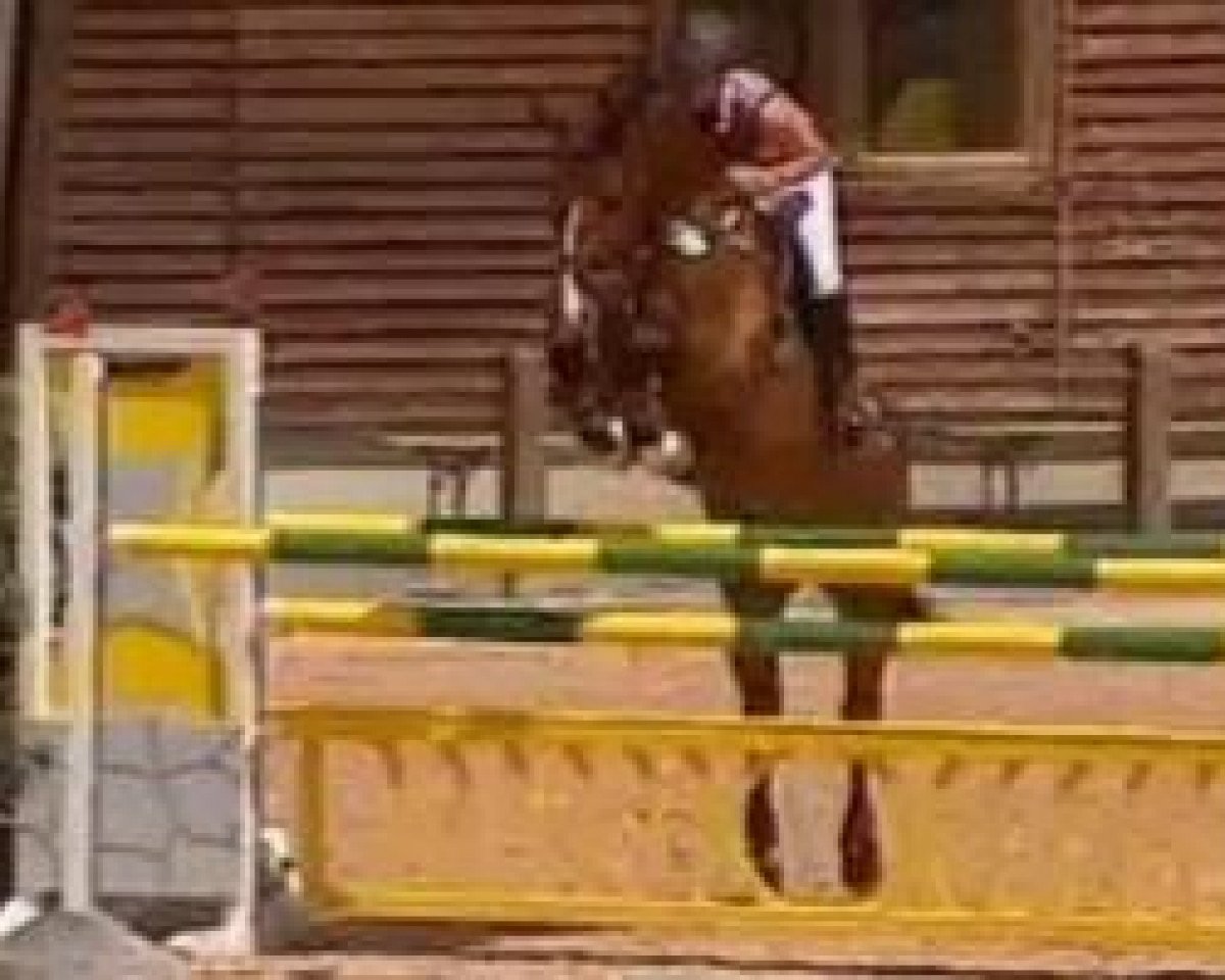 jumper Abbyville (Oldenburg, 2005, from Abke 4)