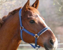 horse Whiskey Dream (Hanoverian, 1995, from Weltmeyer)