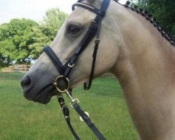 broodmare Petit Inisha (German Riding Pony, 2004, from Monte Christo)