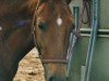 broodmare Cassy (German Riding Pony, 1995, from Dancer)