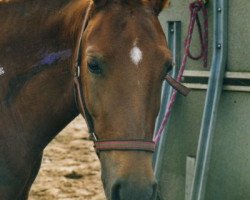 broodmare Cassy (German Riding Pony, 1995, from Dancer)