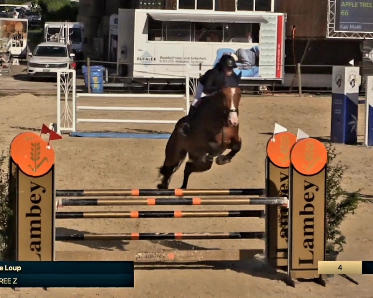 jumper Apple Tree Z (Zangersheide riding horse, 2015, from Apple Juice)