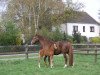 broodmare Cheeta Z (Zangersheide riding horse, 2001, from Caretano Z)