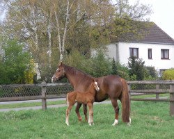 broodmare Cheeta Z (Zangersheide riding horse, 2001, from Caretano Z)