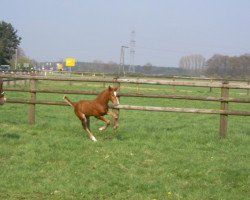 Springpferd Con Cheeta (Westfale, 2012, von Con Chello)