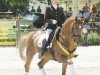 dressage horse FBW Don Johnson (Württemberger, 2001, from Dr. Jackson D)