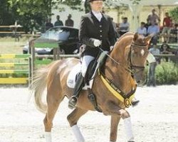 dressage horse FBW Don Johnson (Württemberger, 2001, from Dr. Jackson D)