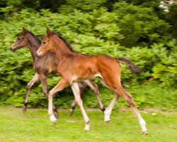 broodmare Bloody Mary (Westphalian, 2012, from Black Jack 175)