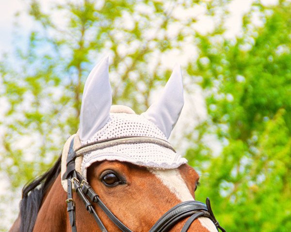 horse MacLeod 3 (German Sport Horse, 2013, from Mill Reef)