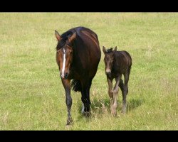 broodmare Potsdame (Westphalian, 1998, from Potsdam)