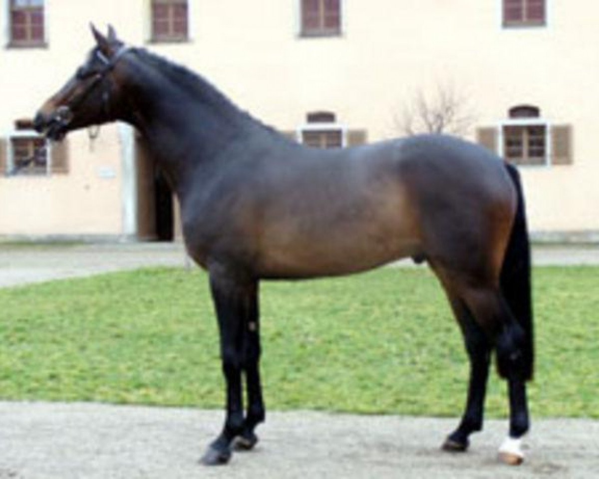 Deckhengst Stallone Quainton (Österreichisches Warmblut, 2004, von Silvio I)