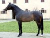 stallion Stallone Quainton (Austrian Warmblood, 2004, from Silvio I)