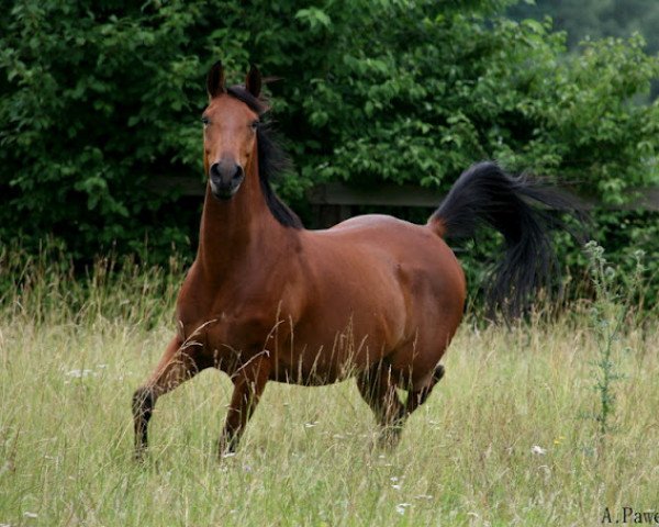 horse Taluqa Al Gadir (Little German Riding Horse, 2005, from Maamoon Tarik ox)