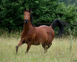 horse Taluqa Al Gadir (Little German Riding Horse, 2005, from Maamoon Tarik ox)