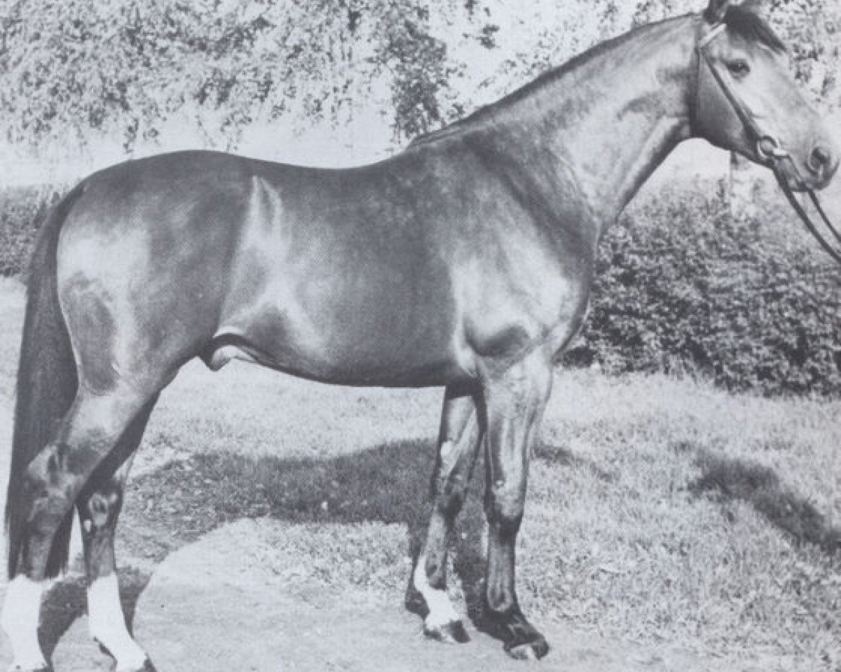 Deckhengst Laredo (Holsteiner, 1974, von Ladykiller xx)
