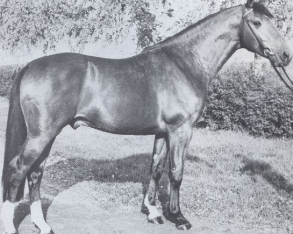 stallion Laredo (Holsteiner, 1974, from Ladykiller xx)