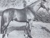 stallion Laredo (Holsteiner, 1974, from Ladykiller xx)