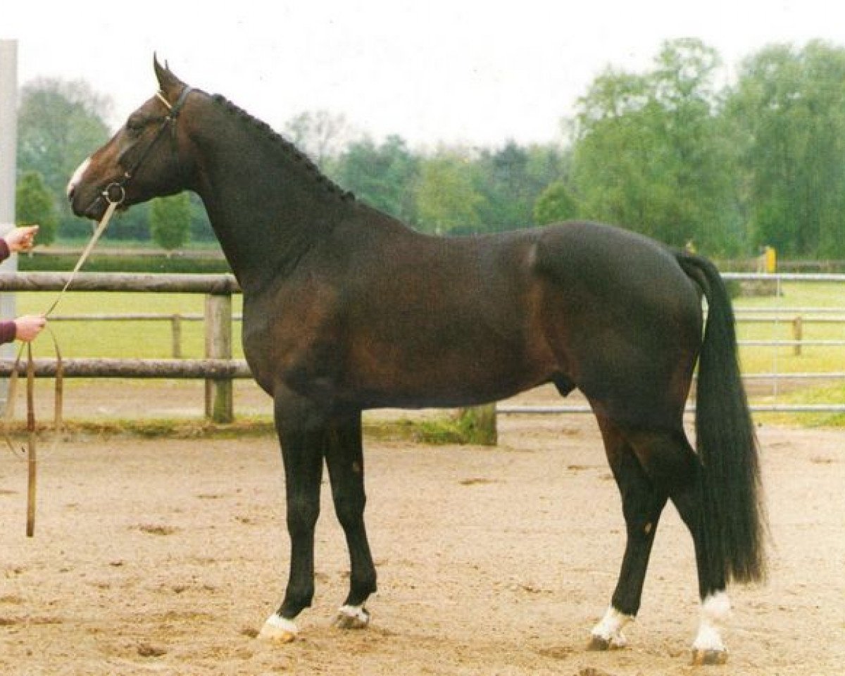 Pferd Fedor (Belgisches Warmblut, 1987, von Darco)