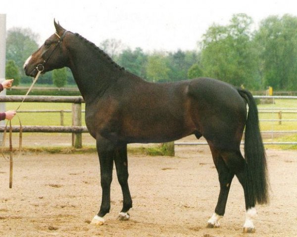 horse Fedor (Belgian Warmblood, 1987, from Darco)