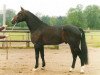 horse Fedor (Belgian Warmblood, 1987, from Darco)